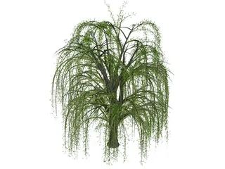 Weeping Willow 3D Model