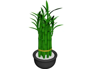 Lucky Bamboo 3D Model