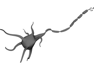 Neuron 3D Model 3D Preview