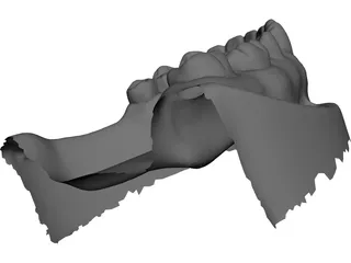 Teeth 3D Scanned 3D Model