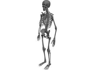 Skeleton 3D Model