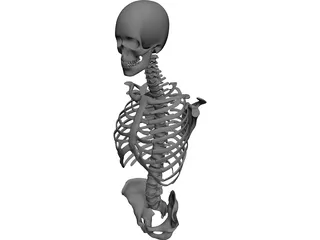 Upper Skeletal System 3D Model