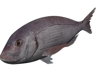 Black Sea Bass 3D Model