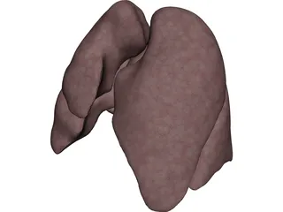 Lungs Human 3D Model