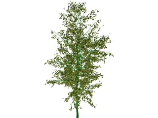 Birch Tree 3D Model