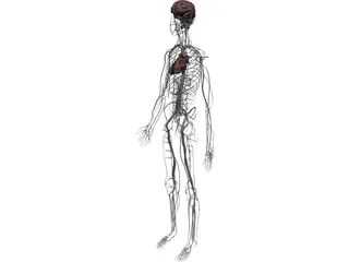 Circulatory System with Heart, Thymus and Brain 3D Model