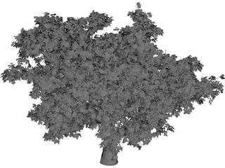 Quercus Tree 3D Model