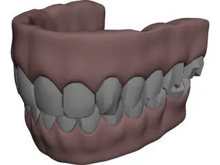 Gums Teeth Tongue 3D Model