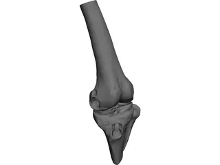 Human Knee Joint CAD 3D Model