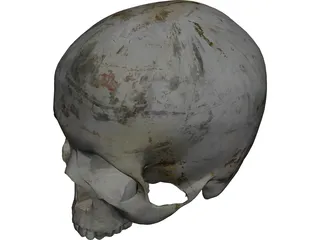 Human Skull No Jaw 3D Model