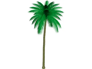 Palm Tree 3D Model