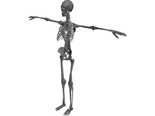 Skeleton 3D Model