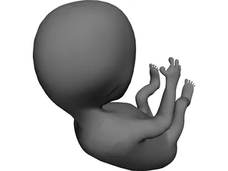 Fetus 12 Week 3D Model