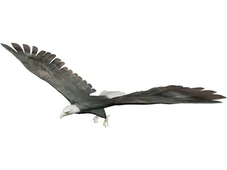 Eagle 3D Model