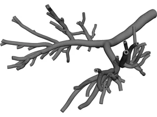Bronchial Tree Human CAD 3D Model