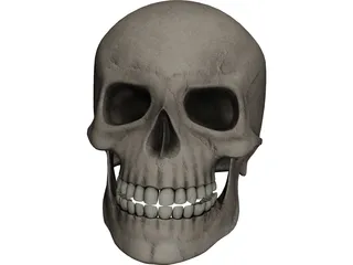 Skull 3D Model