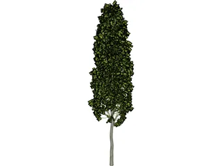 Carpinus Betulus Tree 3D Model