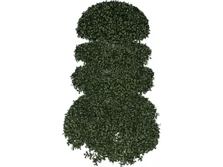 Buxux Semeprvirens Boxwood 3D Model