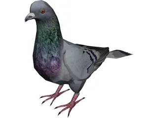 Pigeon 3D Model 3D Preview