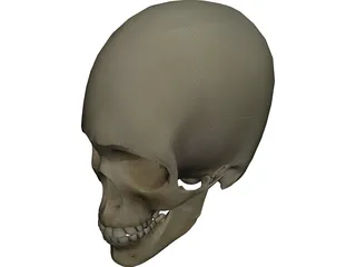 Skull 3D Model