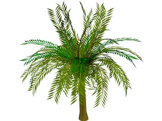 Palm Tree 3D Model