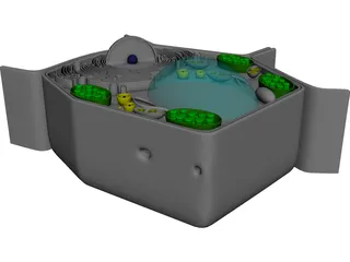 Plant Cell 3D Model