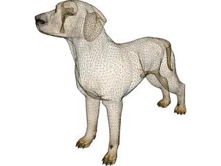 Dog Braco 3D Model