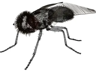 Fly Gray 3D Model