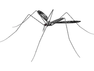 Mosquito 3D Model