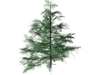 False Golden Larch 3D Model