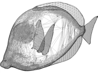 Amblyrhyncotes 3D Model