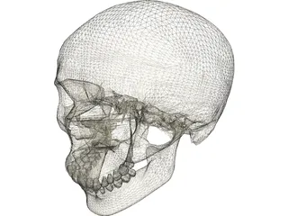 Skull 3D Model