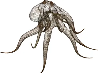 Octopus Vulgaris 3D Model