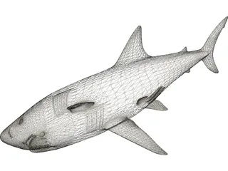 Shark White Male 3D Model