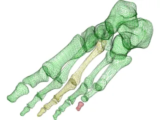 Foot Bone Female 3D Model