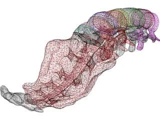 Lumbar Vertebrae Sacrum And Coccyx 3D Model