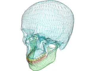 Skull Male 3D Model