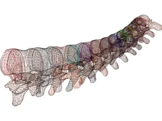 Vertebrae Thoracic 3D Model