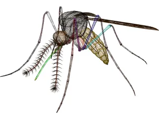 Mosquito 3D Model