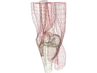 Knee 3D Model