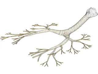Bronchial Tree 3D Model