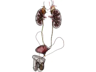 Urinary and Reproductive Systems Male 3D Model