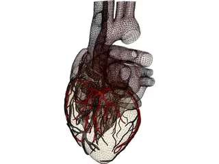 Heart with Internal Parts 3D Model