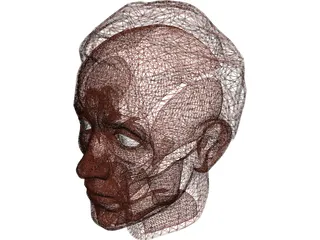 Face Muscles and Head 3D Model