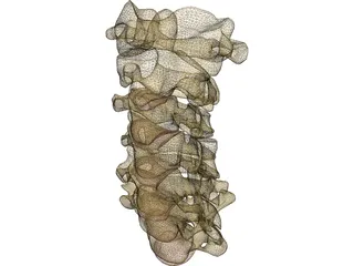 Vertebrae Cervical 3D Model