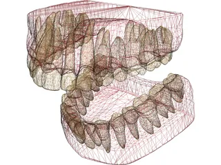 Teeth, Roots, Gums 3D Model