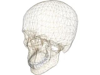 Skull 3D Model