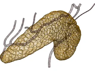 Pancreas 3D Model