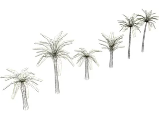 Palm Collection 3D Model