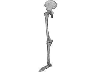 Skeletal Leg 3D Model